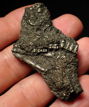 Load image into Gallery viewer, Detailed pyrite crinoid fossil (58 mm) Pentacrinites
