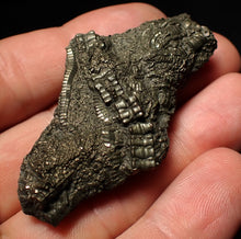 Load image into Gallery viewer, Detailed pyrite crinoid fossil (58 mm) Pentacrinites
