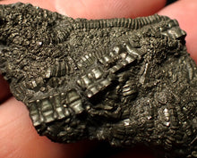 Load image into Gallery viewer, Detailed pyrite crinoid fossil (58 mm) Pentacrinites
