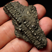 Load image into Gallery viewer, Detailed pyrite crinoid fossil (58 mm) Pentacrinites
