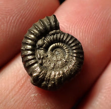 Load image into Gallery viewer, Crucilobiceras pyrite ammonite fossil (15 mm)
