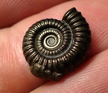 Load image into Gallery viewer, Crucilobiceras pyrite ammonite fossil (15 mm)

