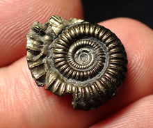 Load image into Gallery viewer, Crucilobiceras pyrite ammonite fossil (18 mm)
