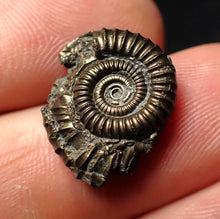 Load image into Gallery viewer, Crucilobiceras pyrite ammonite fossil (18 mm)
