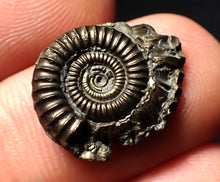 Load image into Gallery viewer, Crucilobiceras pyrite ammonite fossil (18 mm)
