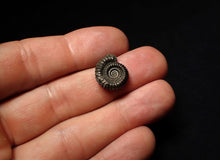Load image into Gallery viewer, Crucilobiceras pyrite ammonite fossil (16 mm)
