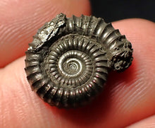 Load image into Gallery viewer, Crucilobiceras pyrite ammonite fossil (16 mm)

