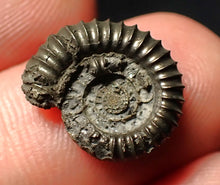 Load image into Gallery viewer, Crucilobiceras pyrite ammonite fossil (16 mm)
