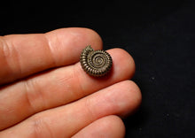 Load image into Gallery viewer, Crucilobiceras pyrite ammonite fossil (16 mm)
