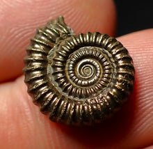 Load image into Gallery viewer, Crucilobiceras pyrite ammonite fossil (16 mm)
