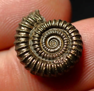 Crucilobiceras pyrite ammonite fossil (16 mm)