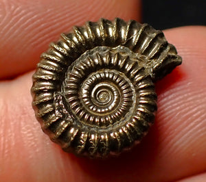 Crucilobiceras pyrite ammonite fossil (16 mm)
