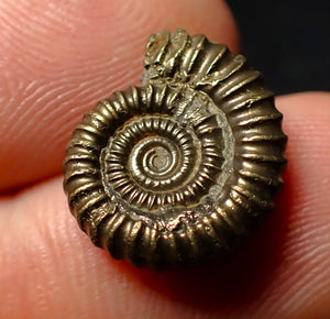 Crucilobiceras pyrite ammonite fossil (16 mm)