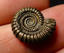 Load image into Gallery viewer, Crucilobiceras pyrite ammonite fossil (16 mm)
