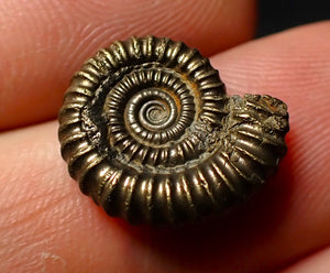 Crucilobiceras pyrite ammonite fossil (16 mm)