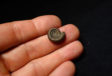 Load image into Gallery viewer, Crucilobiceras pyrite ammonite fossil (16 mm)

