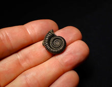 Load image into Gallery viewer, Crucilobiceras pyrite ammonite fossil (20 mm)

