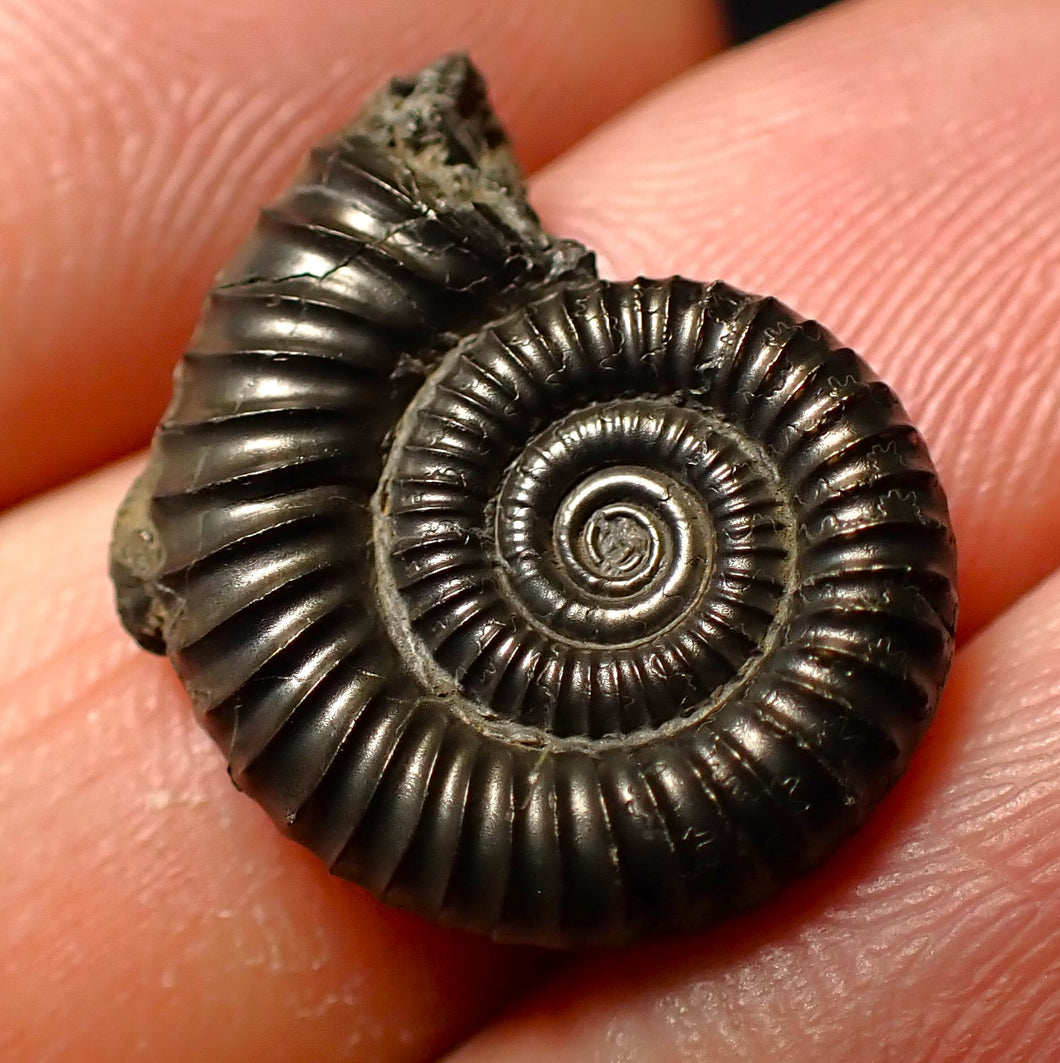 Crucilobiceras pyrite ammonite fossil (20 mm)