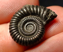 Load image into Gallery viewer, Crucilobiceras pyrite ammonite fossil (20 mm)
