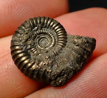 Load image into Gallery viewer, Crucilobiceras pyrite ammonite fossil (20 mm)
