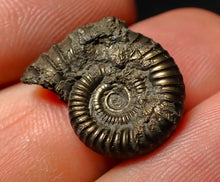 Load image into Gallery viewer, Crucilobiceras pyrite ammonite fossil (20 mm)
