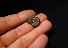 Load image into Gallery viewer, Crucilobiceras pyrite ammonite fossil (20 mm)
