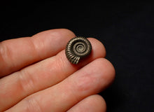 Load image into Gallery viewer, Perfect Crucilobiceras pyrite ammonite fossil (17 mm)
