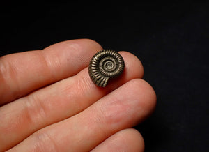 Perfect Crucilobiceras pyrite ammonite fossil (17 mm)