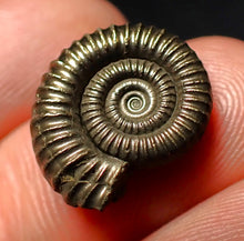 Load image into Gallery viewer, Perfect Crucilobiceras pyrite ammonite fossil (17 mm)
