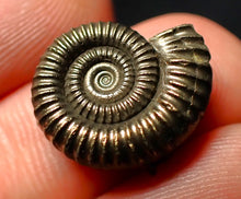 Load image into Gallery viewer, Perfect Crucilobiceras pyrite ammonite fossil (17 mm)
