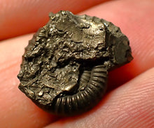 Load image into Gallery viewer, Perfect Crucilobiceras pyrite ammonite fossil (17 mm)
