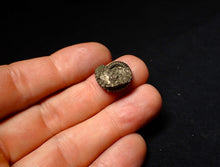 Load image into Gallery viewer, Perfect Crucilobiceras pyrite ammonite fossil (17 mm)
