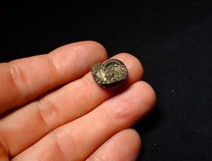Perfect Crucilobiceras pyrite ammonite fossil (17 mm)