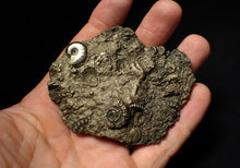 Load image into Gallery viewer, Large pyrite multi-ammonite &amp; bivalve fossil (80 mm)
