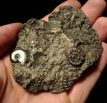 Load image into Gallery viewer, Large pyrite multi-ammonite &amp; bivalve fossil (80 mm)
