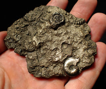 Load image into Gallery viewer, Large pyrite multi-ammonite &amp; bivalve fossil (80 mm)
