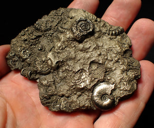 Large pyrite multi-ammonite & bivalve fossil (80 mm)