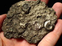 Load image into Gallery viewer, Large pyrite multi-ammonite &amp; bivalve fossil (80 mm)
