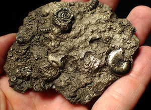 Large pyrite multi-ammonite & bivalve fossil (80 mm)
