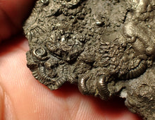 Load image into Gallery viewer, Large pyrite multi-ammonite &amp; bivalve fossil (80 mm)
