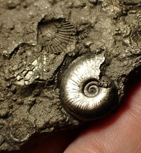 Load image into Gallery viewer, Large pyrite multi-ammonite &amp; bivalve fossil (80 mm)
