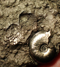 Load image into Gallery viewer, Large pyrite multi-ammonite &amp; bivalve fossil (80 mm)
