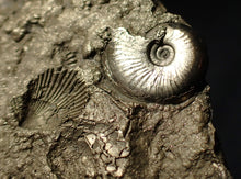 Load image into Gallery viewer, Large pyrite multi-ammonite &amp; bivalve fossil (80 mm)
