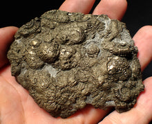 Load image into Gallery viewer, Large pyrite multi-ammonite &amp; bivalve fossil (80 mm)
