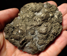Load image into Gallery viewer, Large pyrite multi-ammonite &amp; bivalve fossil (80 mm)
