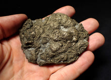 Load image into Gallery viewer, Large pyrite multi-ammonite &amp; bivalve fossil (80 mm)
