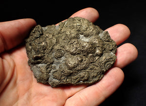 Large pyrite multi-ammonite & bivalve fossil (80 mm)