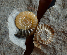 Load image into Gallery viewer, Large split calcite Promicroceras ammonite display pieces
