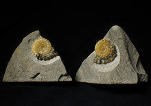 Load image into Gallery viewer, Matching pair of Xipheroceras ammonite display pieces
