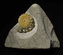 Load image into Gallery viewer, Matching pair of Xipheroceras ammonite display pieces
